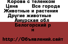 Корова с теленком › Цена ­ 69 - Все города Животные и растения » Другие животные   . Амурская обл.,Белогорский р-н